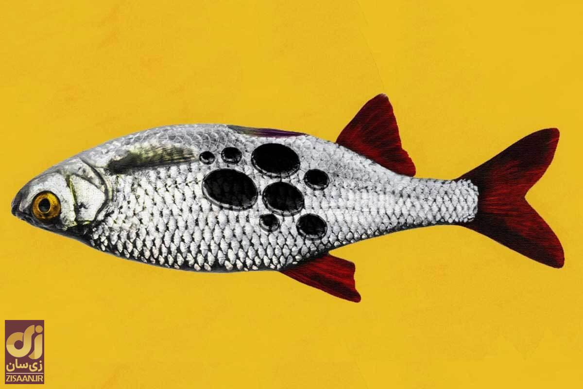 ماجرای مرموز وجود «جیوه» در بدن ماهی تُن چیست؟