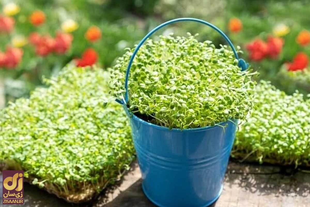 زمان‌بندی کاشت انواع سبزه عید