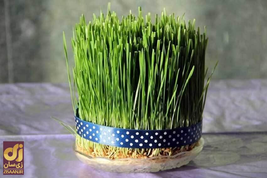 کاشت سبزه عید فوری با شنبلیله و ارزن کاشت سبزه عید فوری با شنبلیله و ارزن