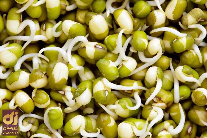 آموزش درست کردن سبزه ماش برای عید نوروز آموزش درست کردن سبزه ماش برای عید نوروز