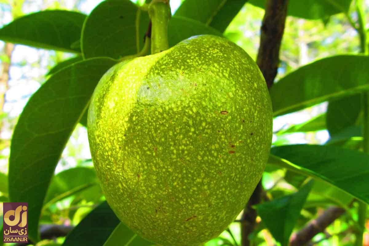 ۷ مسمومیت معروف در تاریخ؛ از مرگ سقراط تا خودکشی مقابل دوربین