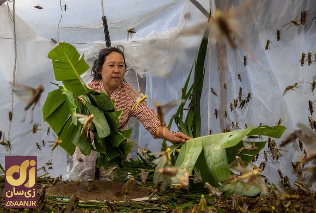 ملخ به جای خاویار؛ اینجا ملخ لذیذترین غذای روی زمین است!