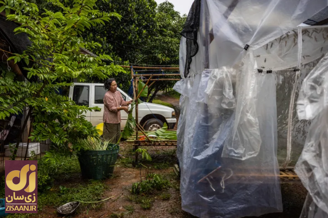 ملخ به جای خاویار؛ اینجا ملخ لذیذترین غذای روی زمین است!