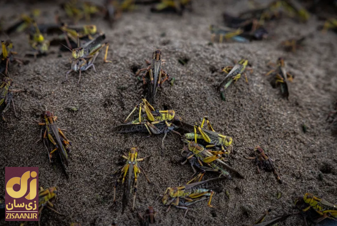 ملخ به جای خاویار؛ اینجا ملخ لذیذترین غذای روی زمین است!