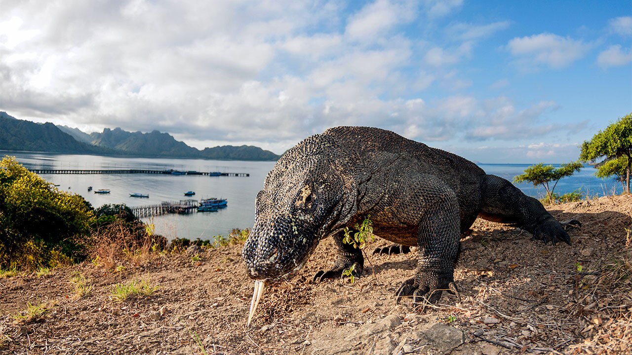 (ویدئو) اژدهای کومودو خشمگین خوک نگون‌بخت را تکه پاره می‌کند