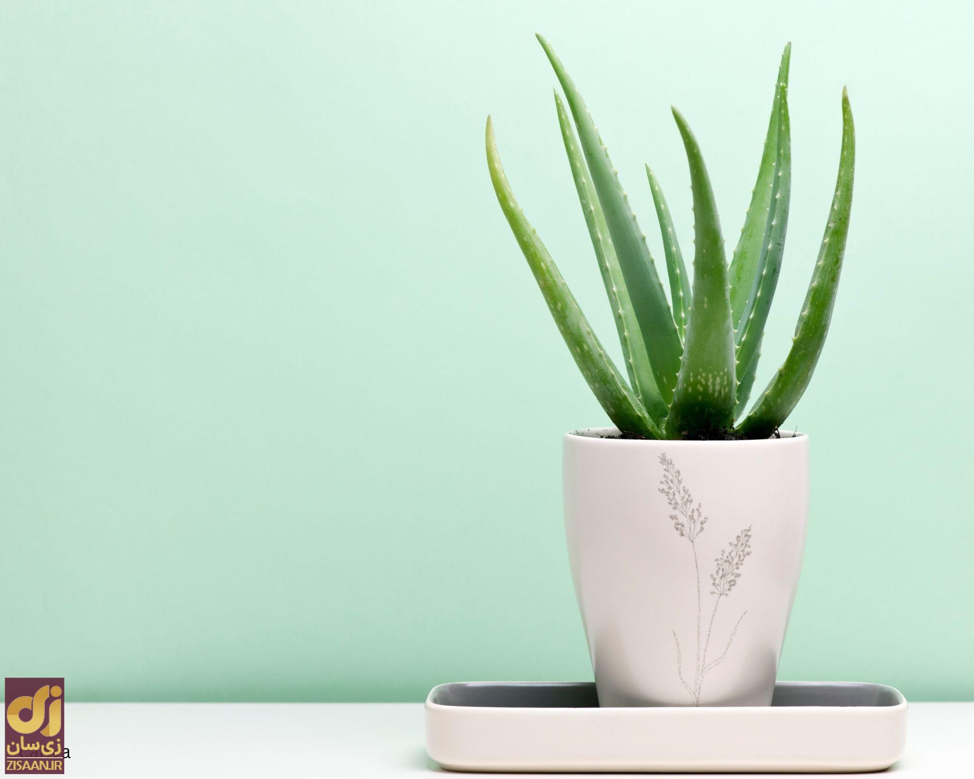 گیاه آلوئه‌ورا