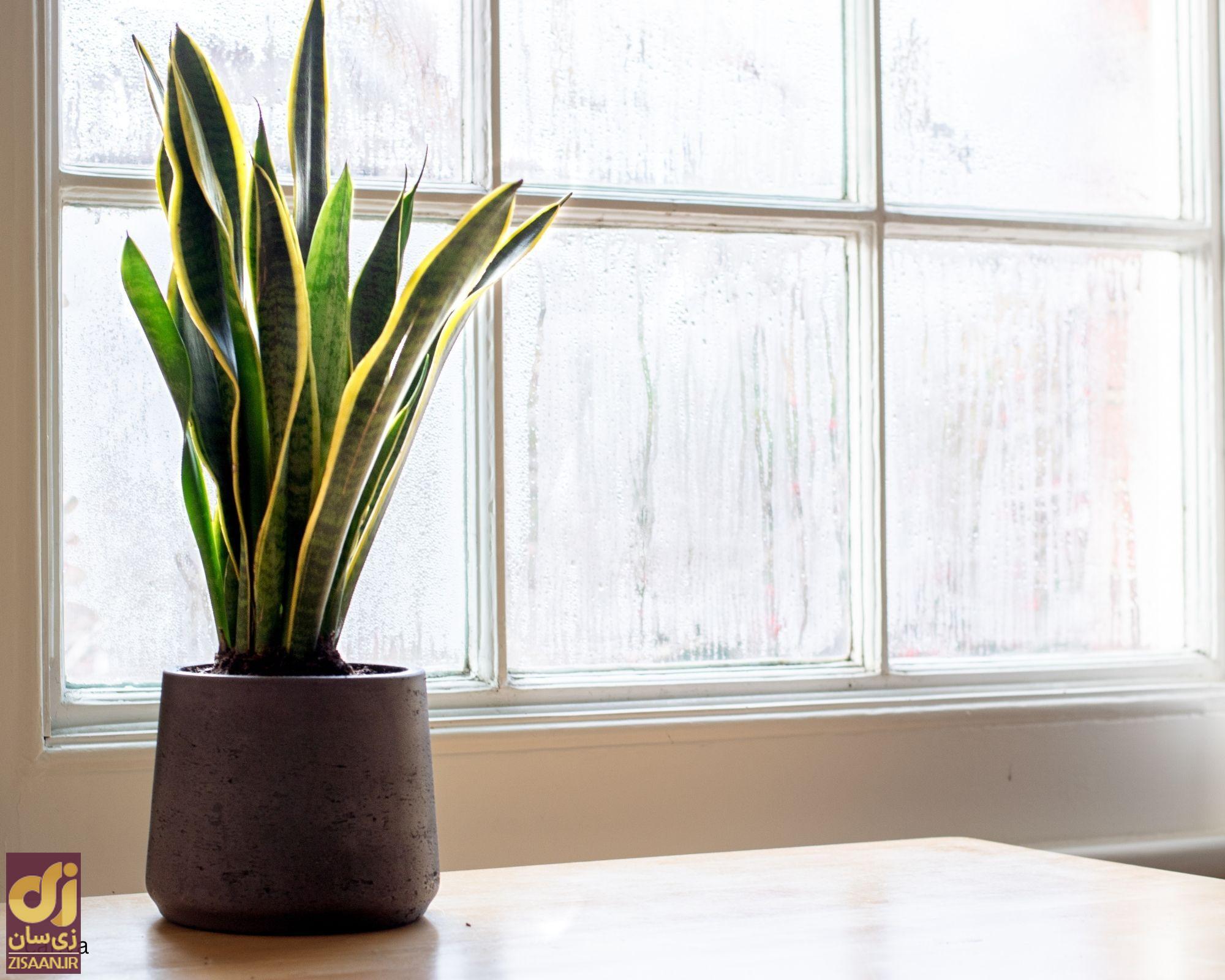 گیاه سانسوریا یا گیاه مار