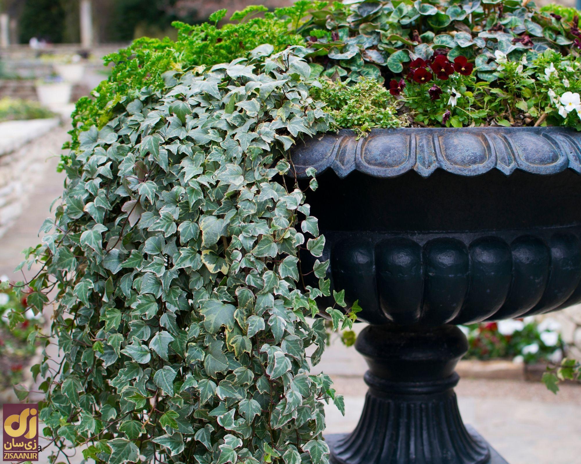 گیاه پاپیتال یا پیچک انگلیسی