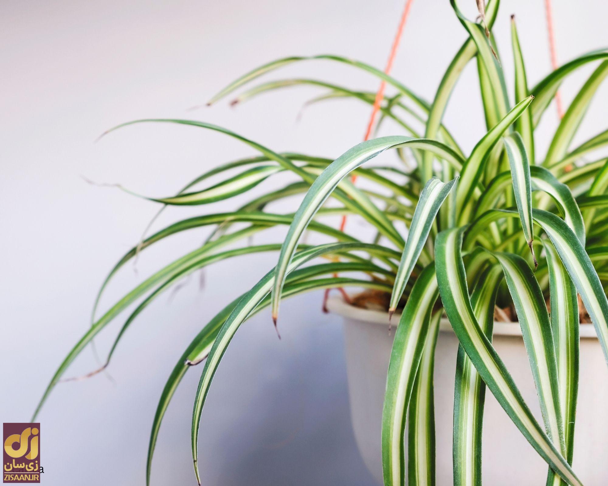 گیاه آپارتمانی گندمی یا گیاه عنکبوتی