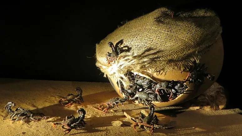 تاکتیک‌های عجیب جنگی در دنیای باستان؛ از الاغ‌های کشنده تا بمب عقرب