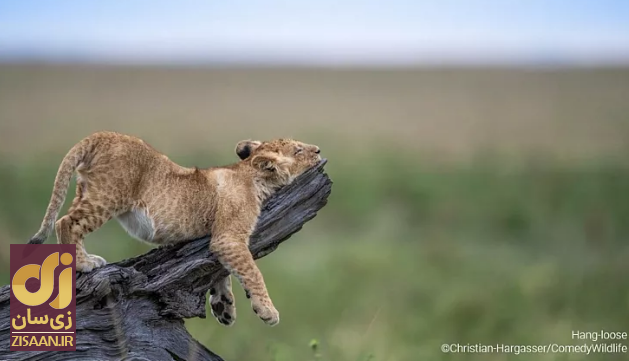 خنده‌دارترین تصاویر از حیات وحش؛ از جغد بی‌حوصله تا کانگوروی گیتاریست