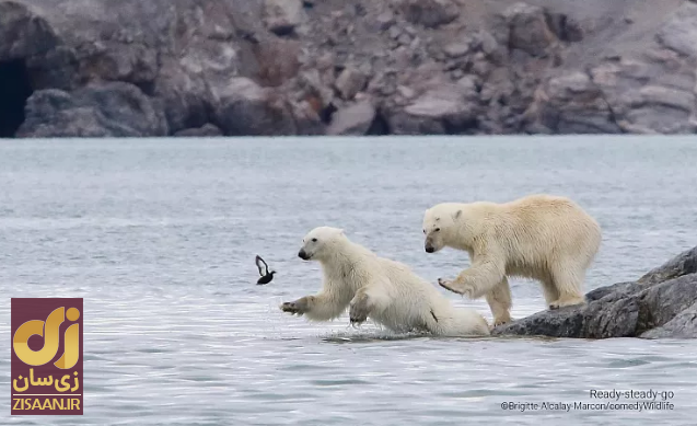 خنده‌دارترین تصاویر از حیات وحش؛ از جغد بی‌حوصله تا کانگوروی گیتاریست