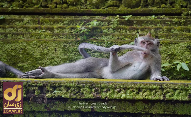 خنده‌دارترین تصاویر از حیات وحش؛ از جغد بی‌حوصله تا کانگوروی گیتاریست
