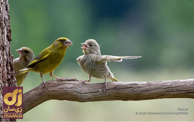 خنده‌دارترین تصاویر از حیات وحش؛ از جغد بی‌حوصله تا کانگوروی گیتاریست