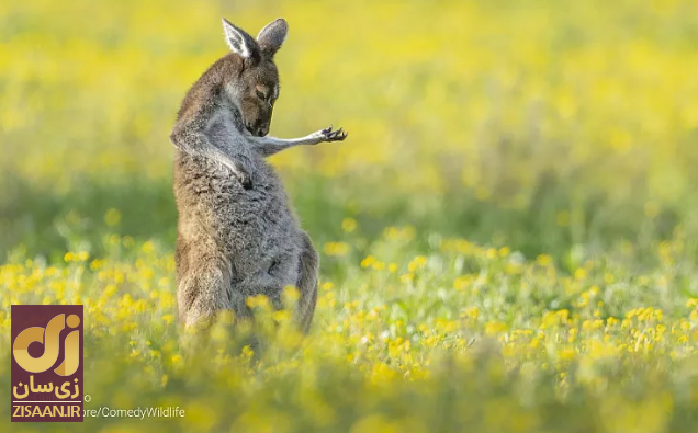 خنده‌دارترین تصاویر از حیات وحش؛ از جغد بی‌حوصله تا کانگوروی گیتاریست