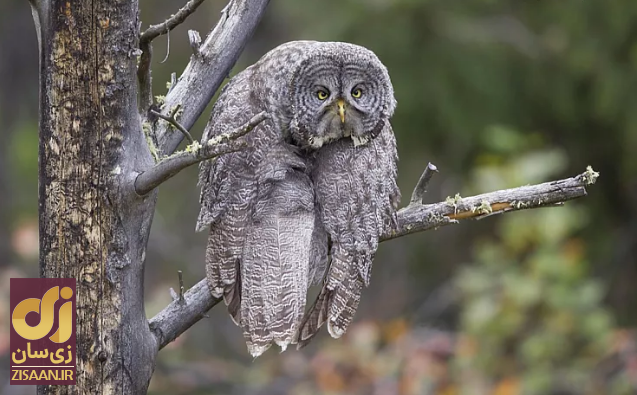 خنده‌دارترین تصاویر از حیات وحش؛ از جغد بی‌حوصله تا کانگوروی گیتاریست
