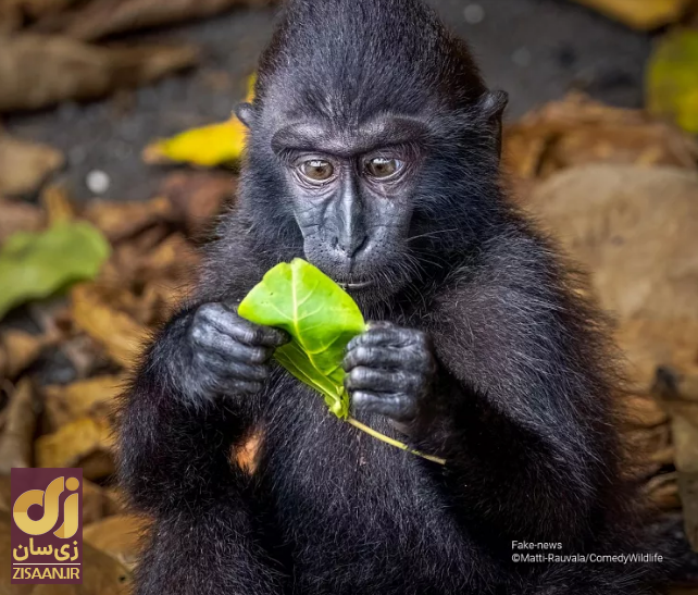 خنده‌دارترین تصاویر از حیات وحش؛ از جغد بی‌حوصله تا کانگوروی گیتاریست