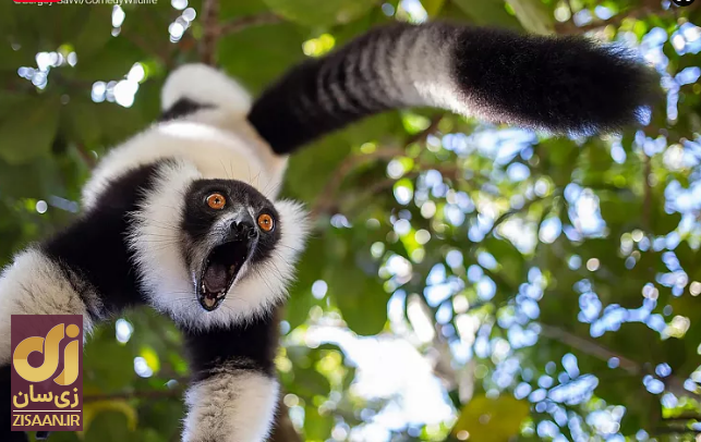 خنده‌دارترین تصاویر از حیات وحش؛ از جغد بی‌حوصله تا کانگوروی گیتاریست