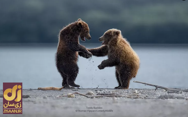 خنده‌دارترین تصاویر از حیات وحش؛ از جغد بی‌حوصله تا کانگوروی گیتاریست