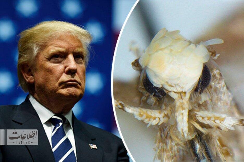 وقتی ترامپ حشره می‌شود!