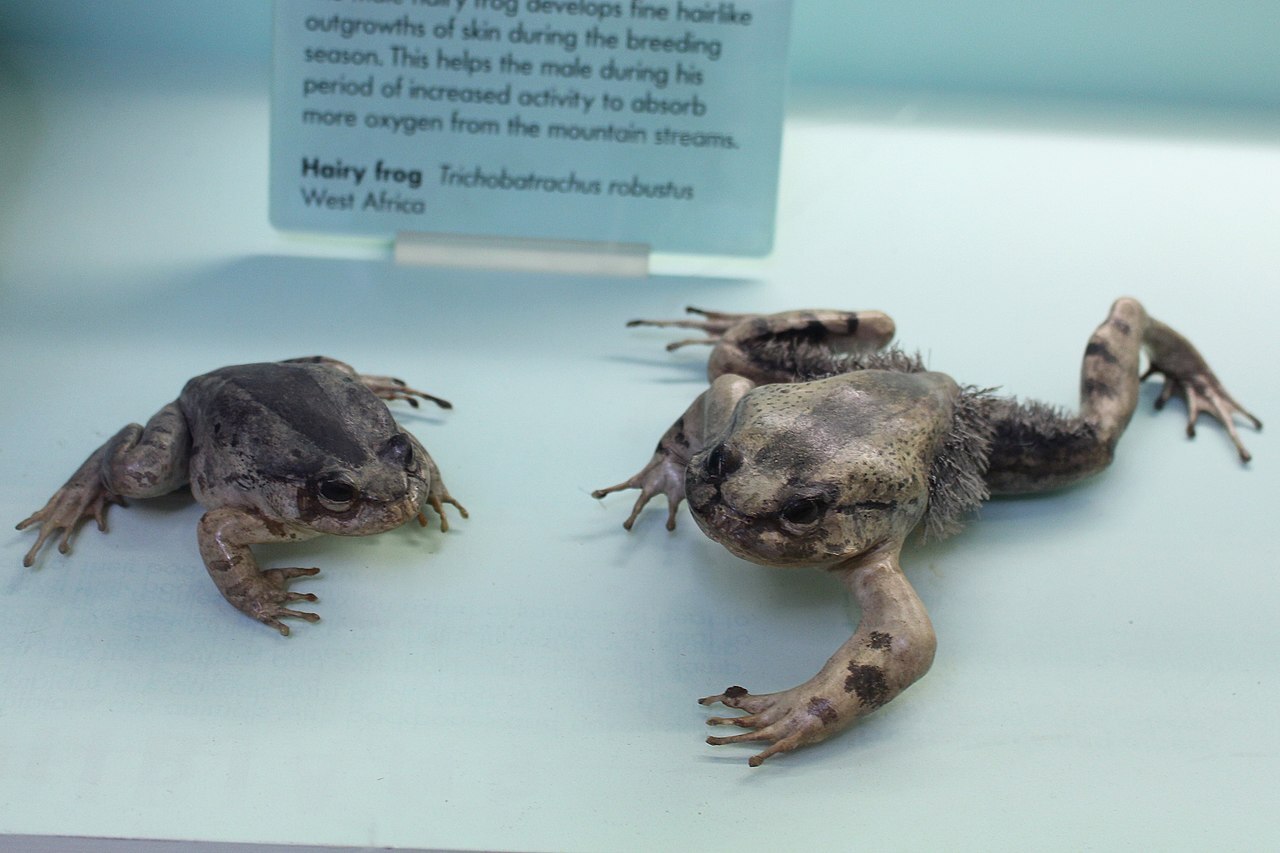 عجیب‌ترین قورباغه جهان: قورباغه پشمالو با پا‌های تیغ دار!