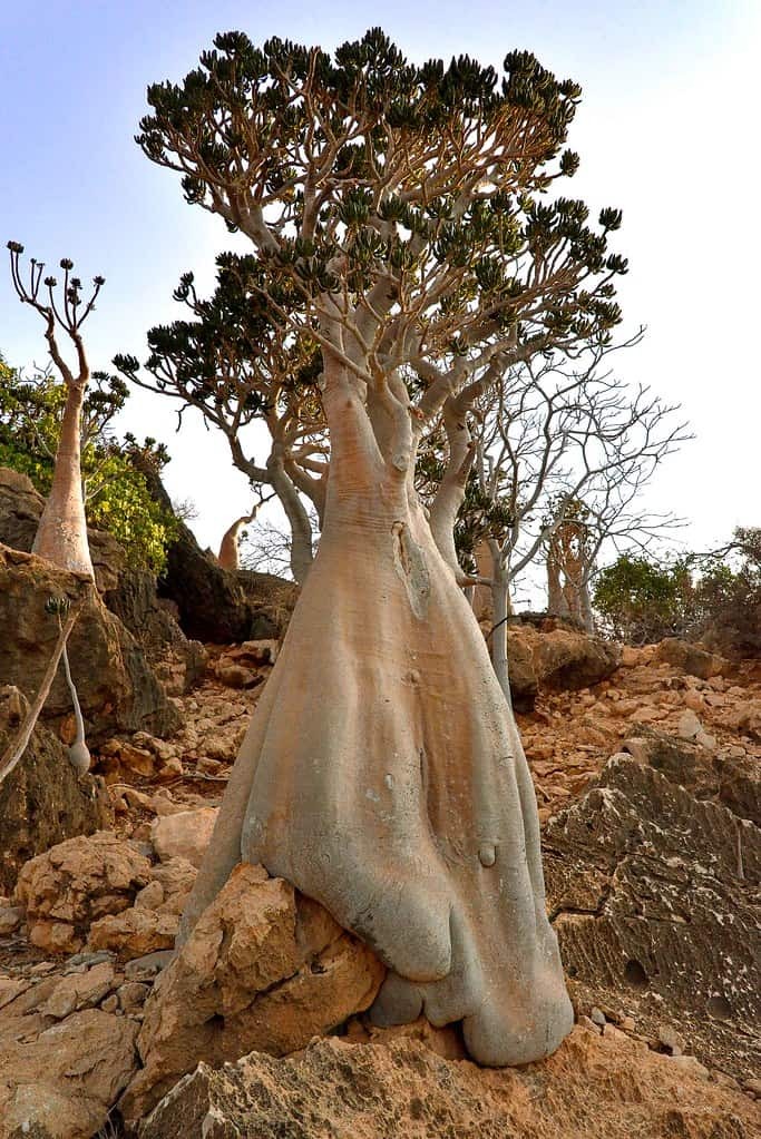 ۶ درخت عجیب و غریب در جهان، از خون اژد‌ها تا درخت بطری