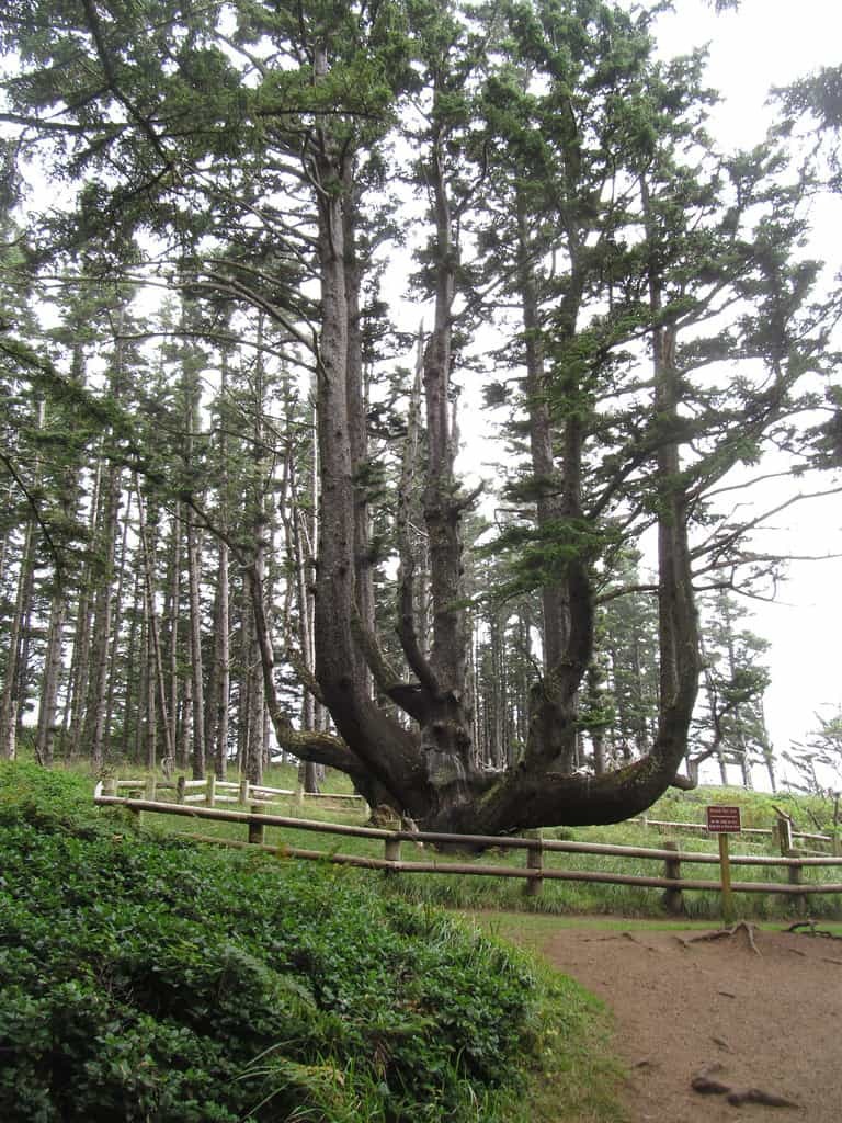 ۶ درخت عجیب و غریب در جهان، از خون اژد‌ها تا درخت بطری