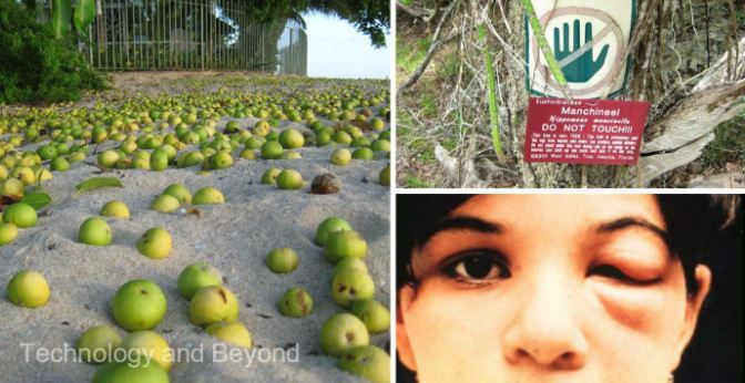 خطرناکترین درخت دنیا؛ وقتی نماد زندگی میوه مرگ میدهد! خطرناکترین درخت دنیا؛ وقتی نماد زندگی میوه مرگ میدهد!