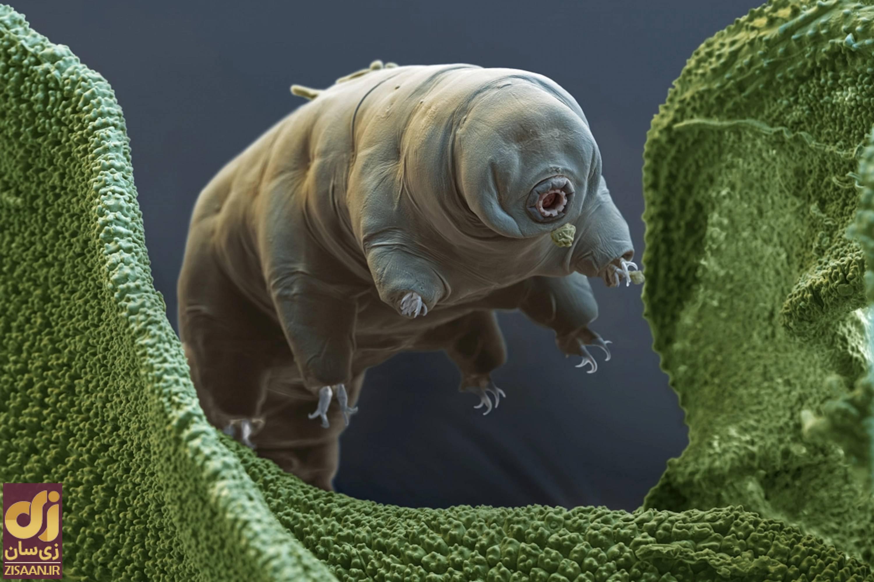 (تصویر) جان‌سخت‌ترین موجود زمین؛ یک خرس بسیار متفاوت