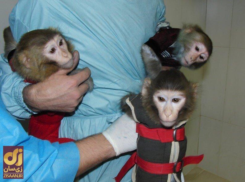 میمون‌های فضانورد ایرانی