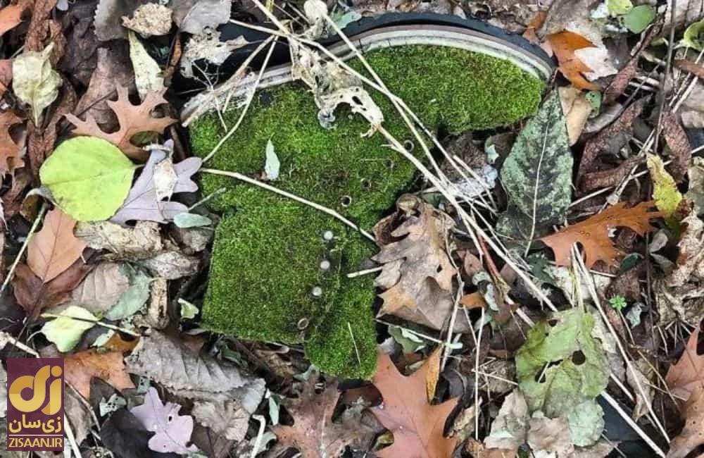 عجیب ترین چیزهایی که مردم در جنگل پیدا کردند