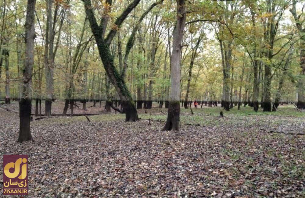 عجیب ترین چیزهایی که مردم در جنگل پیدا کردند