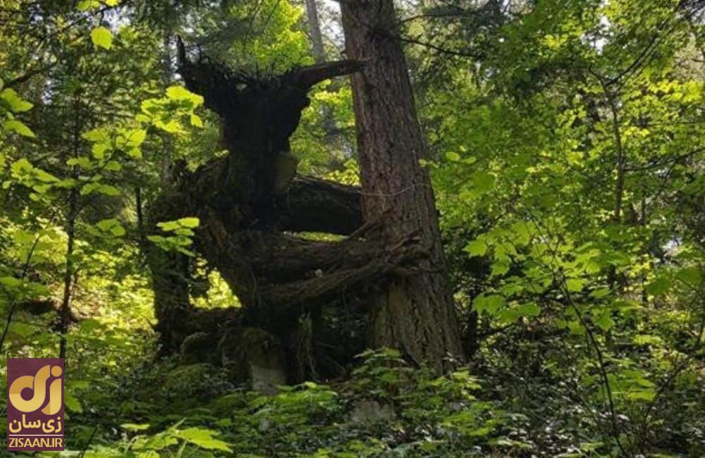 عجیب ترین چیزهایی که مردم در جنگل پیدا کردند