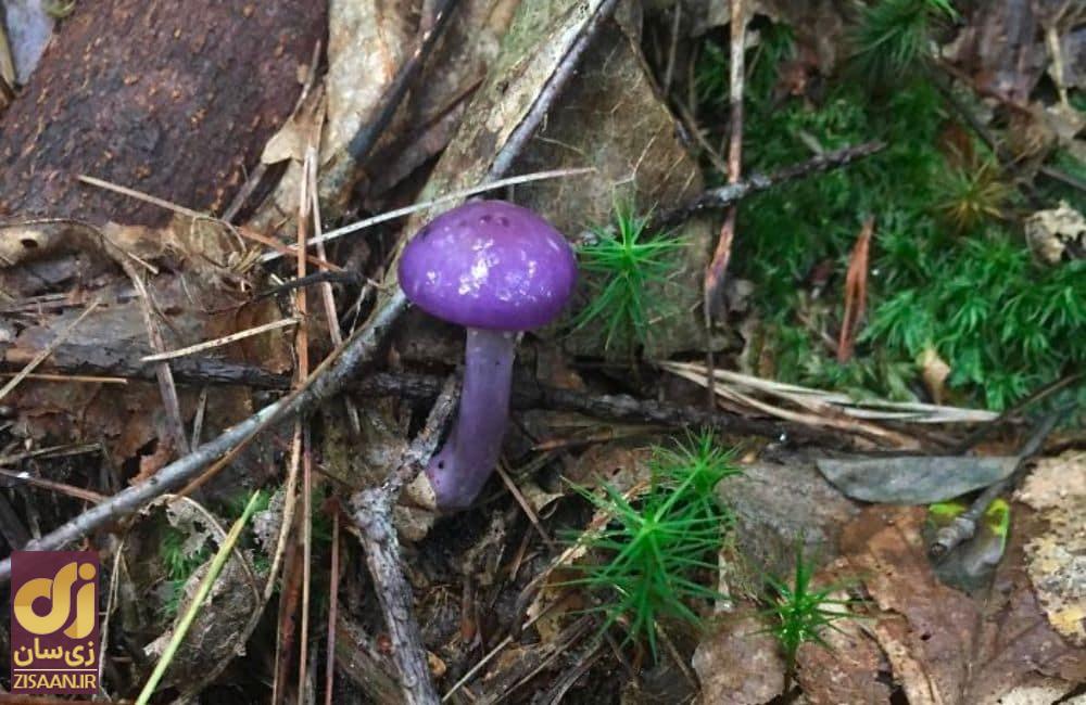 عجیب ترین چیزهایی که مردم در جنگل پیدا کردند