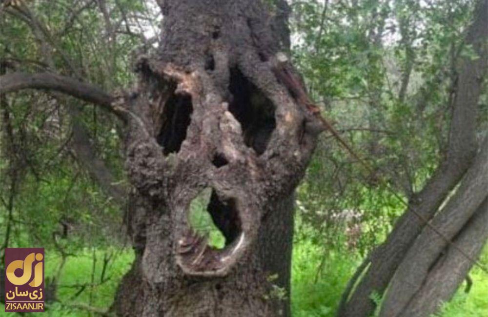 عجیب ترین چیزهایی که مردم در جنگل پیدا کردند