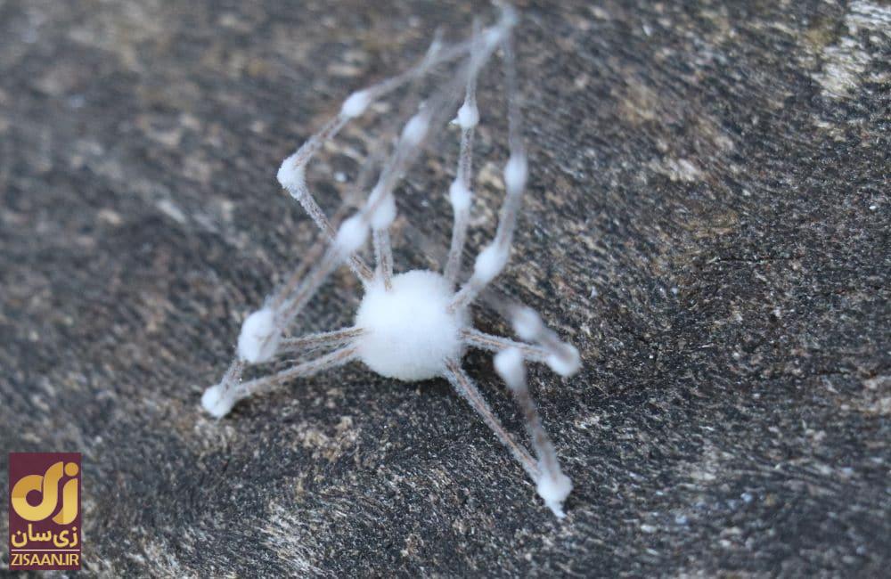 عجیب ترین چیزهایی که مردم در جنگل پیدا کردند