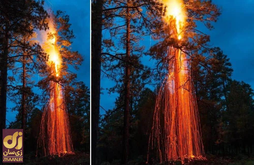 عجیب ترین چیزهایی که مردم در جنگل پیدا کردند