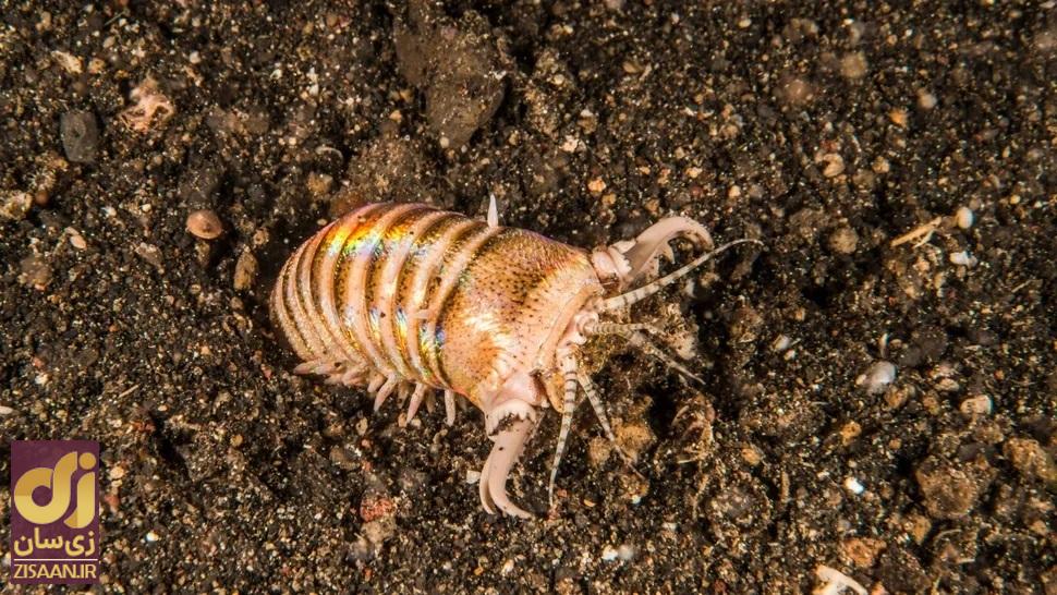 مهاجم شنی: کِرم درخشنده «بابیت» که ماهی را با آرواره‌های خود نصف می‌کند/ راز بقا