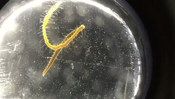 جانور عجیبی که خودش را برای جفت‌گیری نصف می‌کند