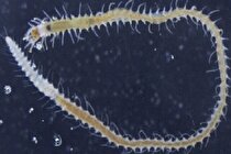 جانور عجیبی که خودش را برای جفت‌گیری نصف می‌کند