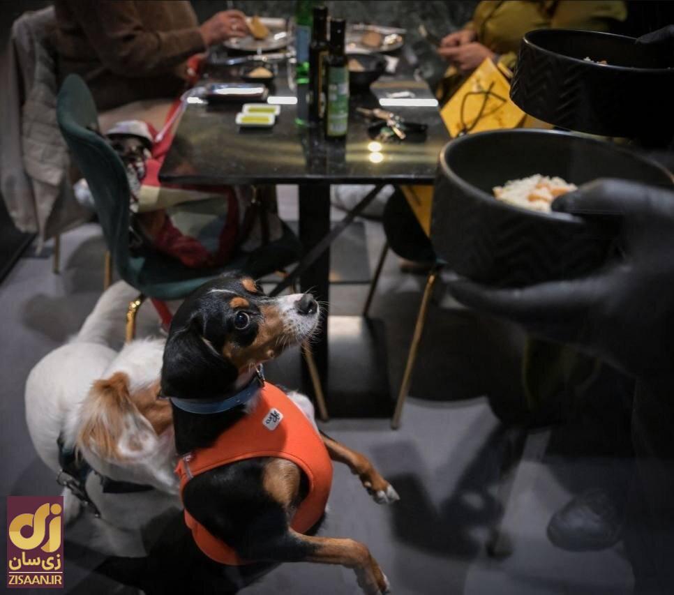 سگ‌ها هم صاحب رستوران اختصاصی شدند!