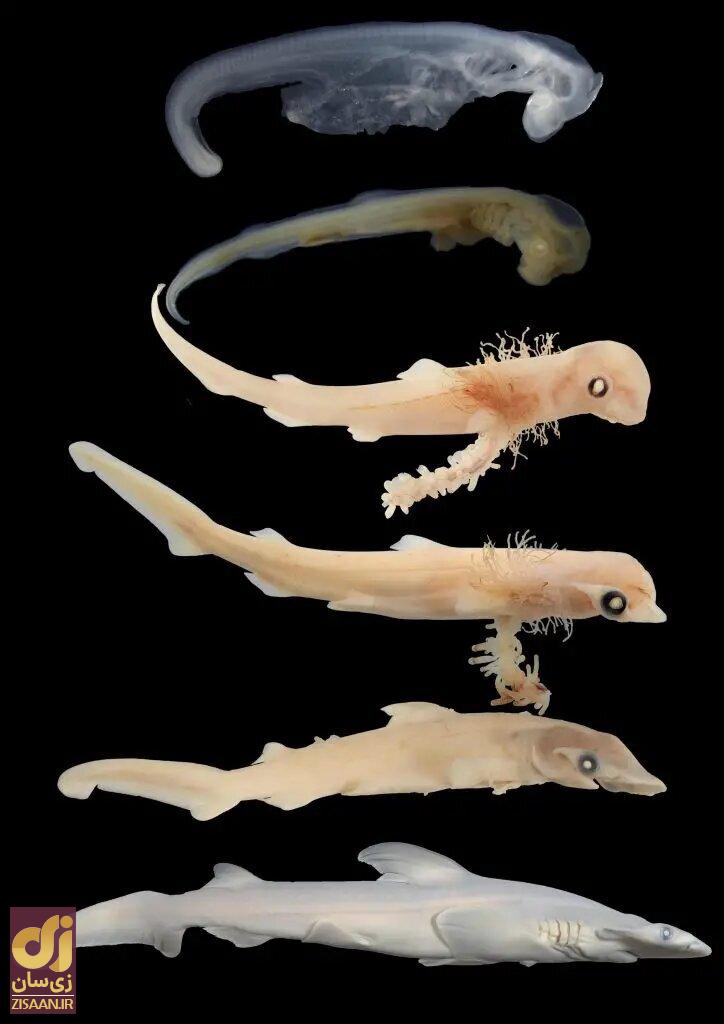 کوسه‌های سرچکشی، چکش خود را از کجا آوردند؟