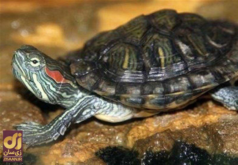 این هیولای آمریکایی قاتل لاک‌پشت‌های ایران است!