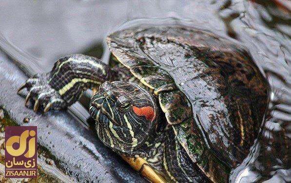 این هیولای آمریکایی قاتل لاک‌پشت‌های ایران است!