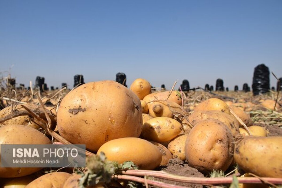 کاربرد عجیب پوست سیب‌زمینی