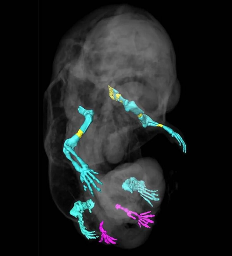 چرا دانشمندان موش شش‌پا پرورش داده‌اند؟