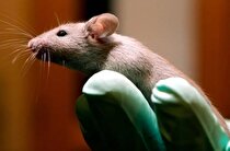 (تصویر) چرا دانشمندان موش شش‌پا پرورش داده‌اند؟