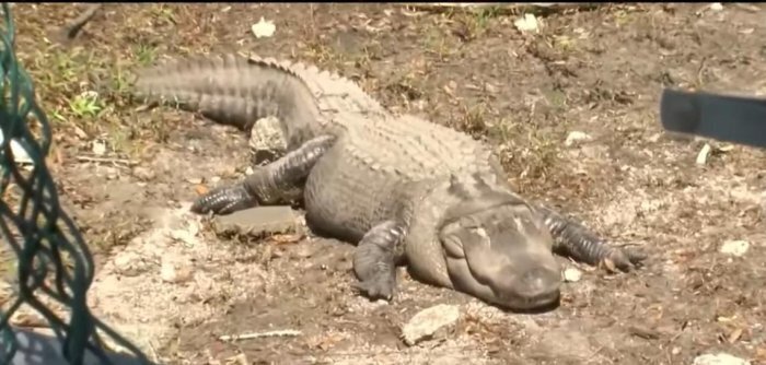 رژیم غذایی برای تمساحی که اضافه‌وزن دارد