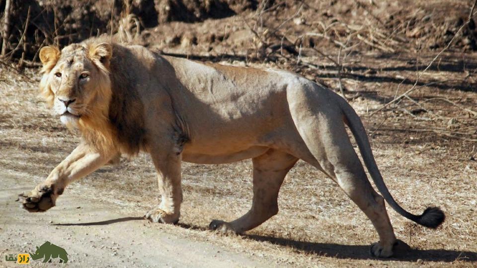 (تصاویر) لئوپون، پادشاهِ پادشاهان؛ حیوان عجیب و غول‌پیکری که حاصل جفت‌گیری پلنگ و شیر است!