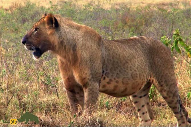 (تصاویر) لئوپون، پادشاهِ پادشاهان؛ حیوان عجیب و غول‌پیکری که حاصل جفت‌گیری پلنگ و شیر است!